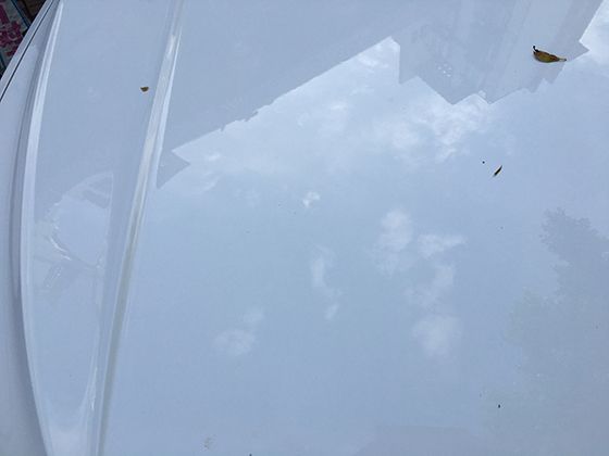 丝瓜从播种到结果的全过程，丝瓜的生长发育阶段