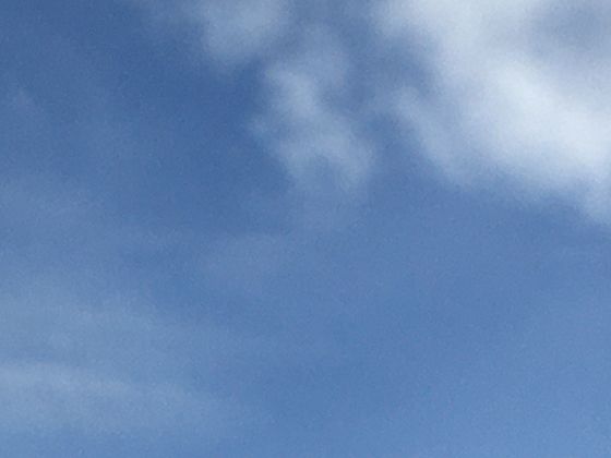 从礁石到实验室：牡蛎如何为人类科技带来新灵感？