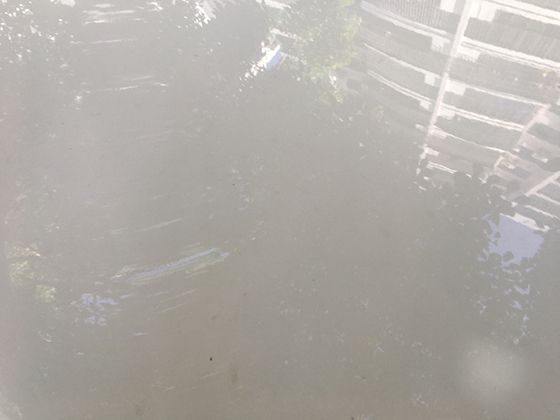 揭开岩白菜的神秘面纱：解读它在自然生态中的独特角色