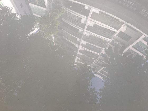 从金毛与人类的互动，解读宠物心理学中的情感联结机制