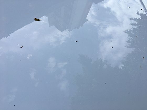 穿越千年的文化符号：梅花在诗词书画中承载的人文意蕴