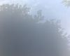 蓝雪花与同属植物的区别特征及在生态系统中的角色与价值